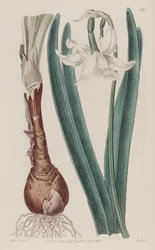 Narcissus × poculiformis, als Narcissus montanus